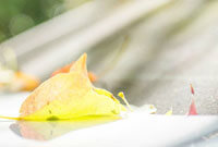 与格雷琴的 与格雷琴的